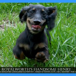 Boy 3 - male Dachshund puppy in Inverness, Florida from Royalworth Kennel