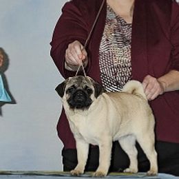 French Bulldogs and Pugs from Timeliss Dogs