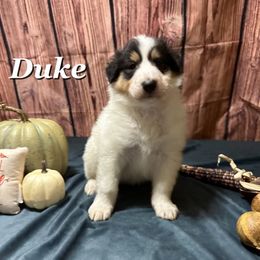 Duke - Black white and tan Collie puppy in Waterville, Iowa from Lisa’s Lassies
