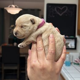 Scottish Terrier Puppies from Santas Scotties
