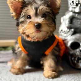 Sunflower - Black and tan female Yorkshire Terrier puppy in Richmond, Texas from Perfectly Posh Pets