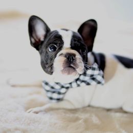 French Bulldog Puppies from Dior Dogs