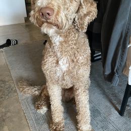 Goldendoodle All Grown Up from Goldendoodle AZ