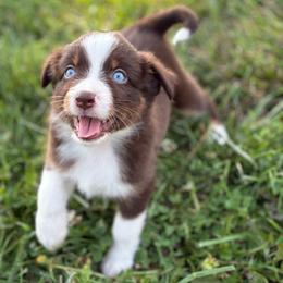 Red tri 1 - Red tri-color female Miniature American Shepherd puppy in Osco, Illinois from Sonnenhügel Kennel, LLC