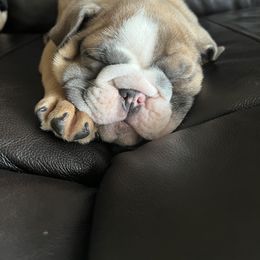 Bulldog Puppies from Average Jo’s  Bulldogs