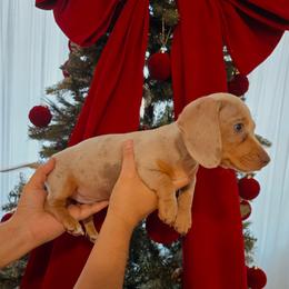 Blue dapple - Dapple male Dachshund puppy in Hesperia, California from VOM HAUSE Imperial