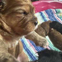 Brindle girl with four white feet - Brown female Cavapoo puppy in Southside, West Virginia from Double Diamond Cavapoos