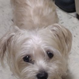 Companion Crosses and Russell Terriers from Jason's Pups
