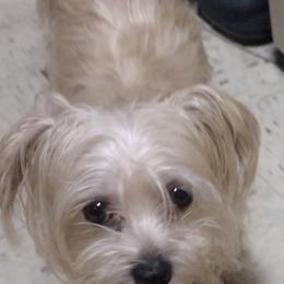 Companion Crosses and Russell Terriers from Jason's Pups