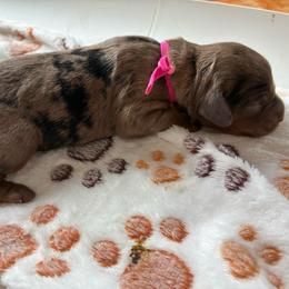 Glitter - Brown roan and tan female Cockapoo puppy in Adrian, Oregon from ApplebyFarm