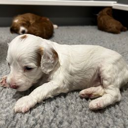 Aspen - Parti female Goldendoodle puppy in St. George, Utah from Dashing Doodle Pups