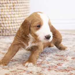 Goldendoodle, Irish Doodle, Labradoodle, and Poodle Puppies from Desert Doodles