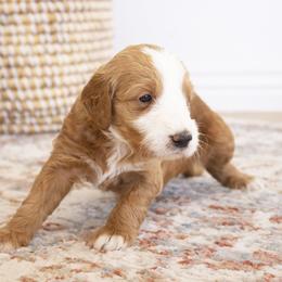 Goldendoodle, Irish Doodle, Labradoodle, and Poodle Puppies from Desert Doodles