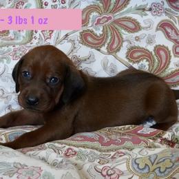 Light Pink Girl - Red female Redbone Coonhound puppy in Shreveport, Louisiana from BAFERD Kennels