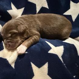 Red - Red tri-color male Australian Shepherd puppy in Harrah, Oklahoma from Kamm's Aussies