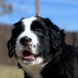 Aussiedoodle, Bernedoodle, and Goldendoodle Puppies from Elle and Oak Farms