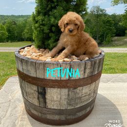 Goldendoodle Puppies from Bear Ridge Doodles