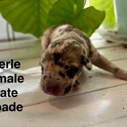 Kate Spade - Merle female Great Dane puppy in Aldie, Virginia from High Point Mountain Danes