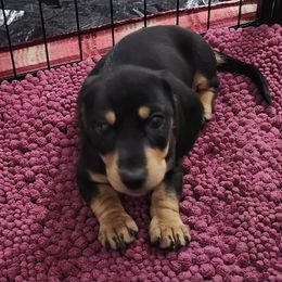 Dachshund Puppies from Happy Acres  Miniature Dachshunds