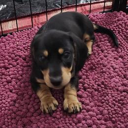Dachshund Puppies from Happy Acres  Miniature Dachshunds