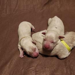 Teal - Yellow male Labrador Retriever puppy in Anderson, Texas from TLS Retrievers