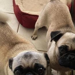 Gunny - Pug