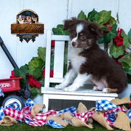 Ranger - Red tri male Miniature Australian Shepherd puppy in Granbury, Texas from Texas Miniature Aussies