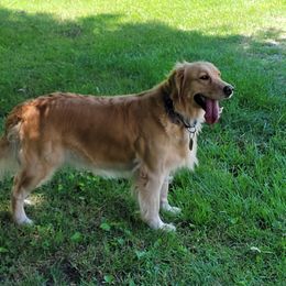 Jinger - Golden Retriever