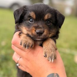 Spot ASDR - Black tri male Toy Australian Shepherd puppy in Polk City, Florida from Skaky Shepherds