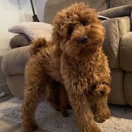 Freya - Goldendoodle