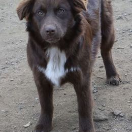 Arcee - Australian Shepherd puppy from A&M Australian Shepherds