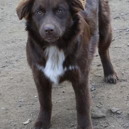 Arcee - Australian Shepherd puppy from A&M Australian Shepherds