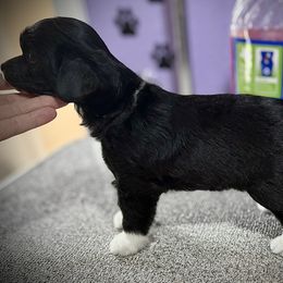 Luna- Puff Girl - Black and white female Chinese Crested puppy in Tomball, Texas from Gracieux Chinese Cresteds