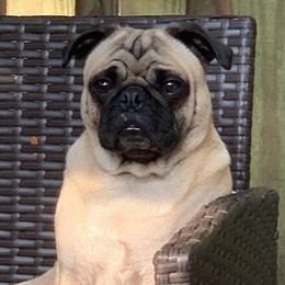 Pugs from GIGI's PUGS
