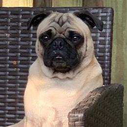 Pugs from GIGI's PUGS