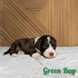 Green boy - Tri-color male Bernedoodle puppy in Modesto, California from Two Doods Doodles