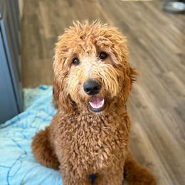 Amy - Goldendoodle