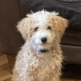 Bernedoodles and Cavapoos from Dreaming of Doodles