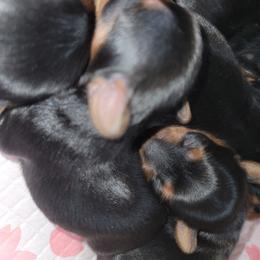 Girl 3 - Black and gold female Yorkipoo puppy in Gilbert, Arizona from Yorkie Your Soulmate Puppy