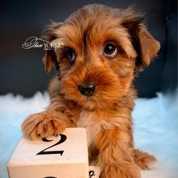 Boy 1 black - Chocolate and tan male Yorkshire Terrier puppy in Machesney Park, Illinois from Three Yorkie Family