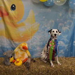 Remi - Dalmatian