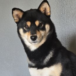 Shear - Shiba Inu