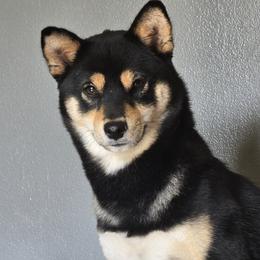 Shear - Shiba Inu