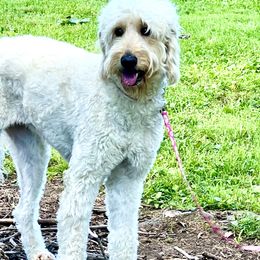 Goldendoodles from The Bluegrass Doodle Co