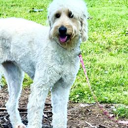 Goldendoodles from The Bluegrass Doodle Co