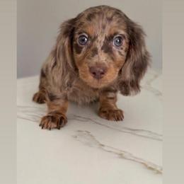 Wacko - Dapple male Dachshund puppy in Menifee, California from The Weenie Hut Doxies