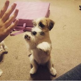 Russell Terrier Puppies from Woodside