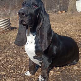 Juno - Basset Hound