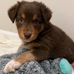 Moana - Red tri-color female Australian Shepherd puppy in East Hartford, Connecticut from CT Aussies