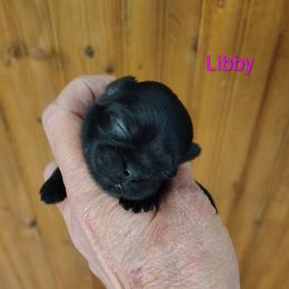 Liberty - Libby - Black female Shih Tzu puppy in Palmyra, New York from Karen's Tzus of Palmyra-Macedon